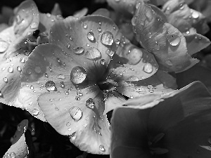 drops, Pink, phlox