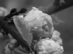 Pink, tonsil, drops, Flowers