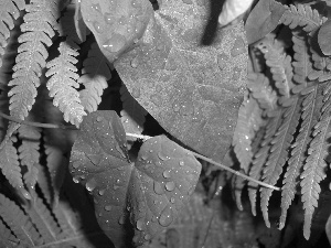 leaves, bindweed, drops, rain, climber, fern