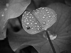 drops, rain, Green, leaf, ladybird