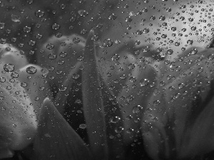 drops, Rain, Tulips, Glass, Red