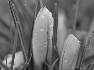 drops, Rosy, crocuses, Spring, Yellow