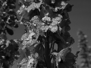 drops, Sky, Blue, Delphinium, Flowers