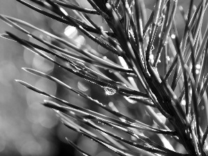 spruce, drops