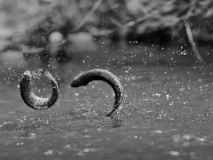 trout, water, drops, jump