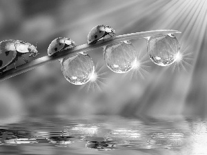 drops, water, ladybugs, leaf, Three