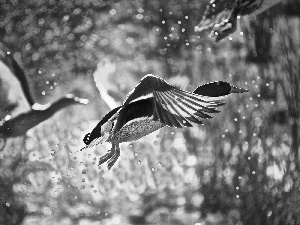 drops, water, flying, ducks, Two