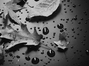 drops, water, Leaf, oak, Yellow