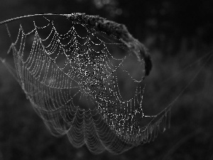 Web, drops