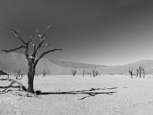 drought, Desert, trees