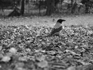 Leaf, Dun Crow, dry