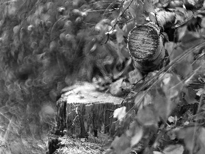 dry, Leaf, Stems, birch, Cut