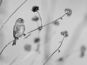 Bird, dry, Plants, Common Redpoll