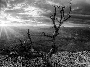 dry, trees, rays, sun, rocks