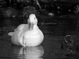 Pond - car, White, duck