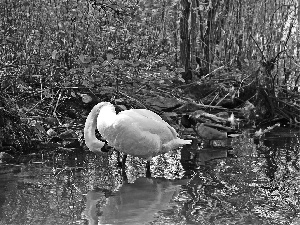 Swans, duck