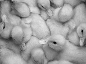 ducklings, flock, yellow