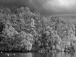 ducks, autumn, trees, viewes, River