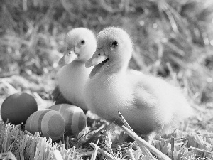eggs, ducks