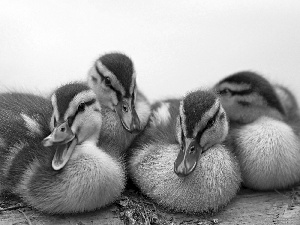flock, ducks