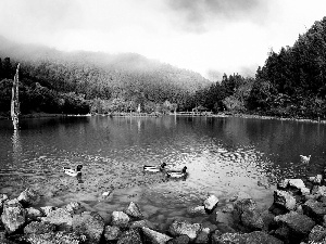 lake, woods, ducks, Mountains