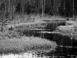 ducks, forest, River