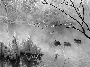 ducks, winter, trees, viewes, River