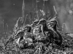 young, ducks
