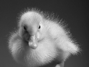 small, Ducky