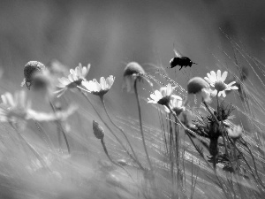 dumbledor, daisies, cornflowers