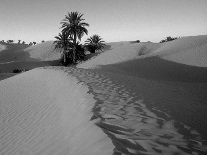 Dunes, Desert, Sand