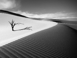 Dunes, sapling, Sand, embers, Desert