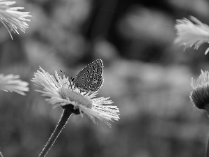 purple, butterfly, Dusky, Astra alpine