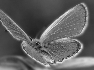 butterfly, wings, dust, Dusky Icarus