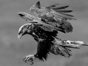 attacker, eagle