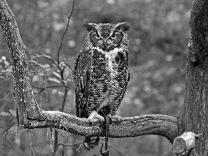 blur, forest, eagle-owl