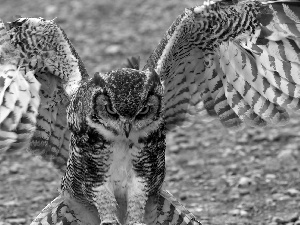 eagle-owl, blur