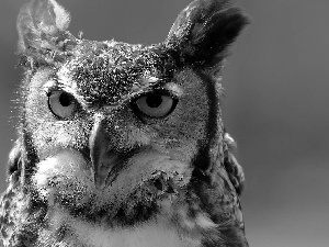 eagle-owl