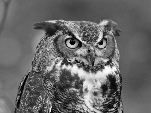 eagle-owl, rapprochement