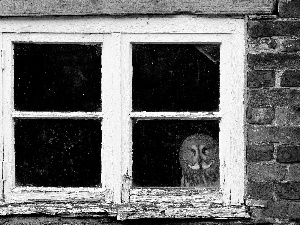 Window, owl, eagle-owl