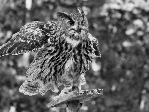 wings, Bird, eagle-owl