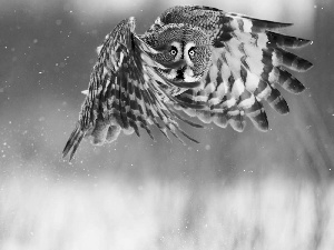 eagle-owl, wings