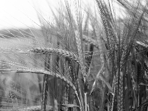 Ears, corn, cereals