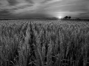 Ears, cereals, sun, farm, west