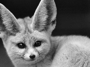 ears, fox, Fenek