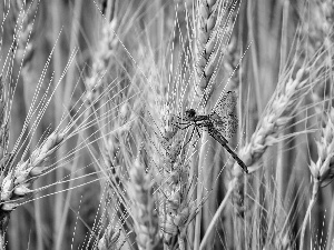 dragon-fly, corn, Ears