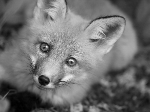 Fox, curiosity, ears, mouth