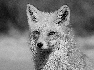 Fox, Eyes, ears, mouth