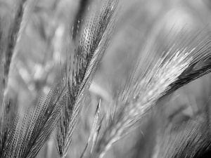 grass, Ears