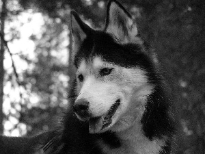 Siberian Husky, posed, ears